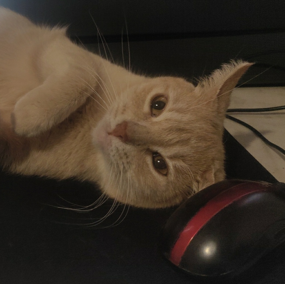 Meet your Posher, Nozomi